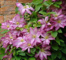 Load image into Gallery viewer, Clematis - Japanese - Haru Star
