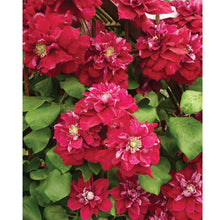 Load image into Gallery viewer, Clematis &#39;Charmaine&#39; AKA &#39;Snow White in Red Wedding Dress&#39;- Double Bloom Red
