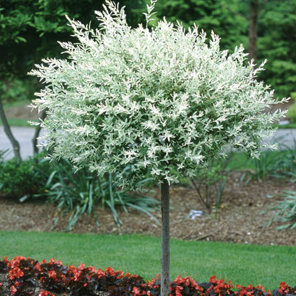 Willow - Dappled - ‘Hakuro Nishiki’