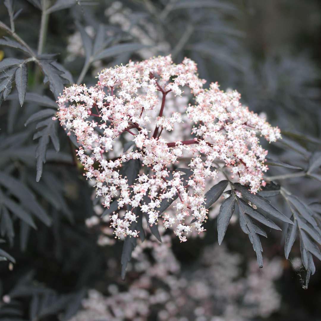 Elderberry - BLACK LACE