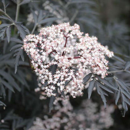 Elderberry - BLACK LACE
