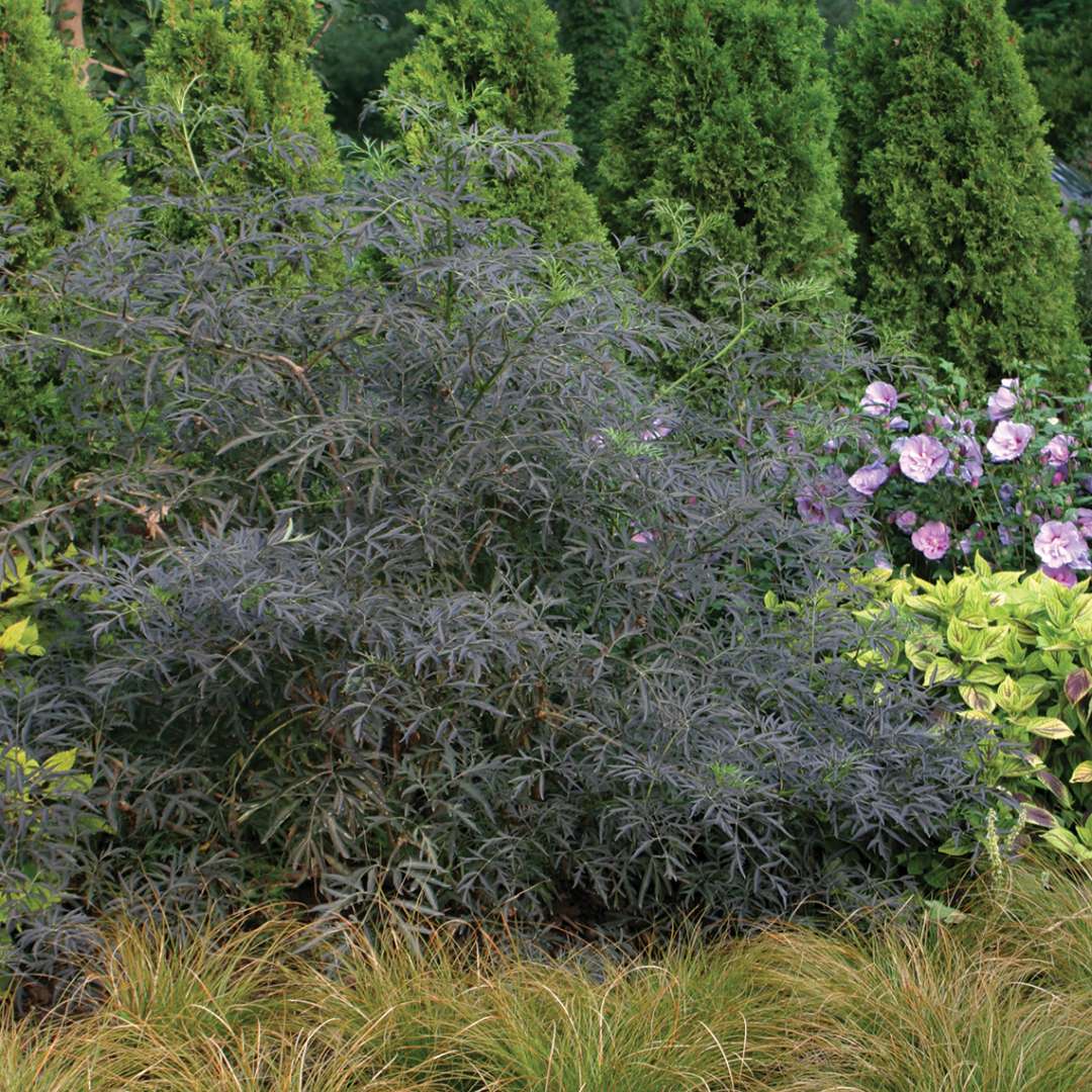 Elderberry - BLACK LACE