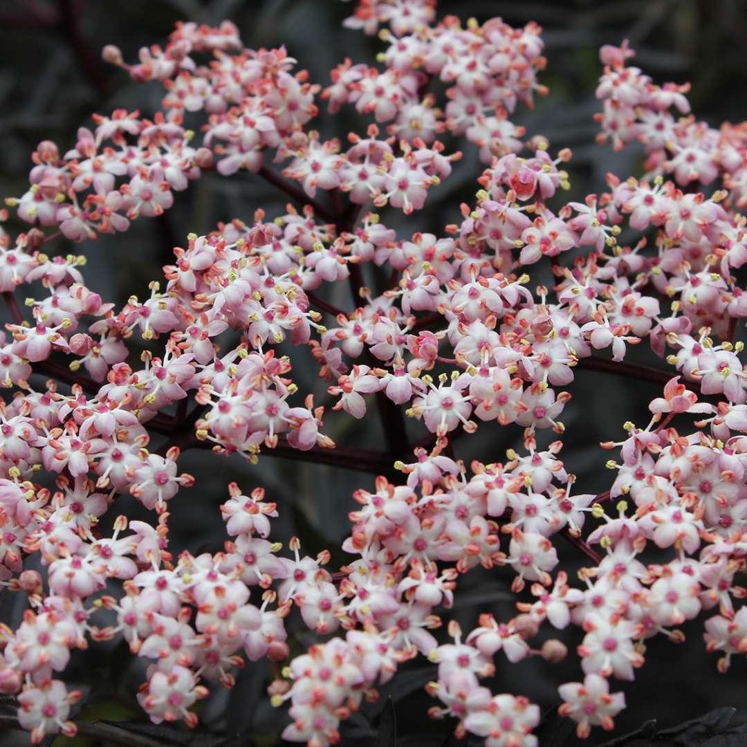 Elderberry - BLACK LACE