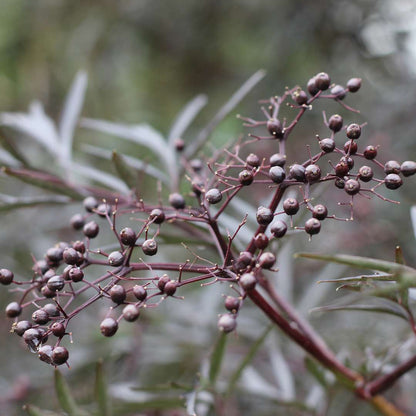 Elderberry - BLACK LACE