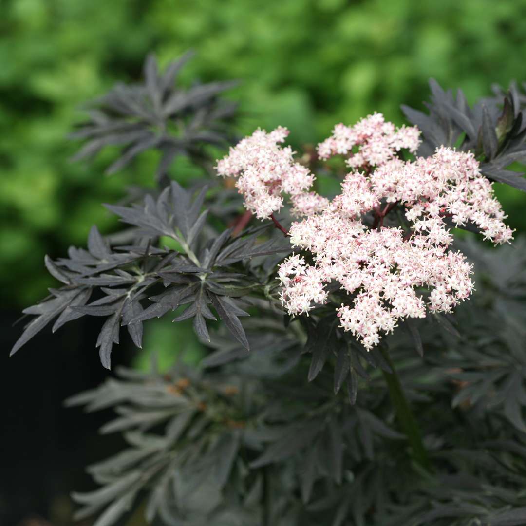 Elderberry - LACED UP