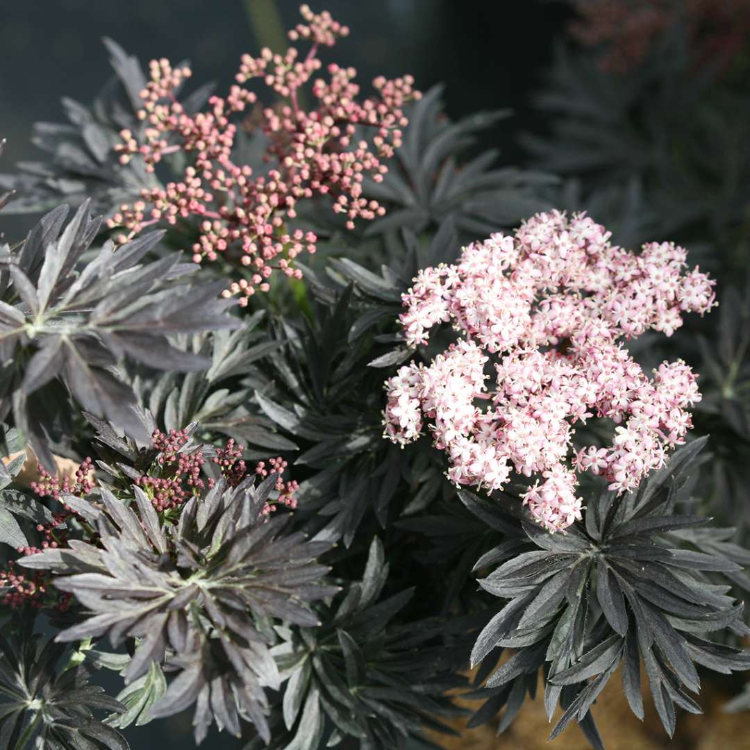 Elderberry - LACED UP