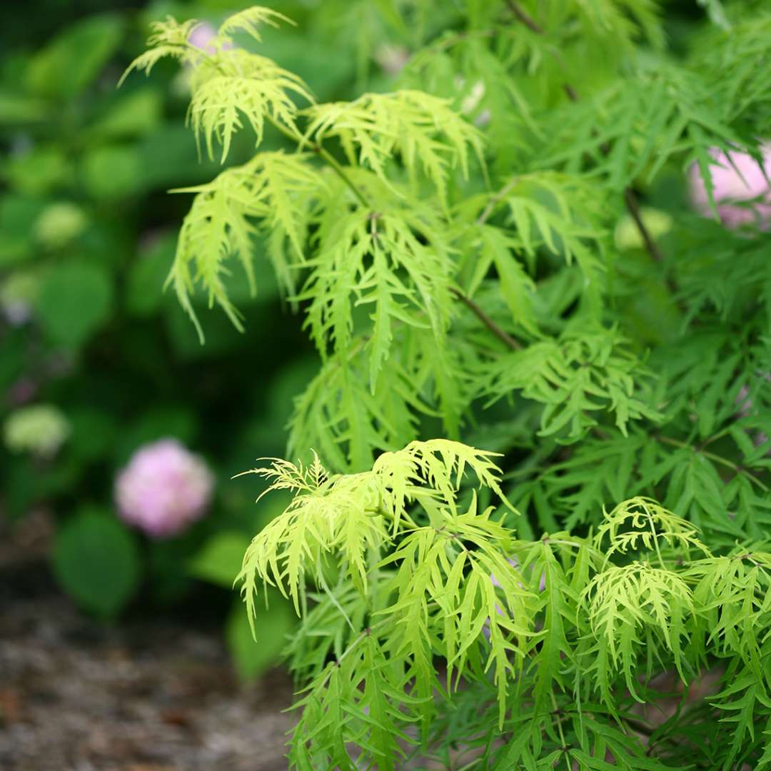 Elderberry - LEMONY LACE