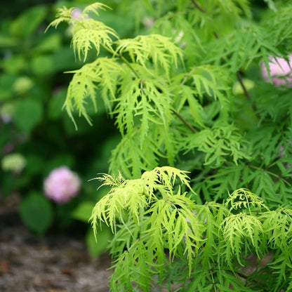Elderberry - LEMONY LACE