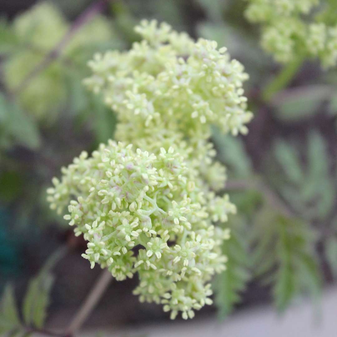 Elderberry - LEMONY LACE