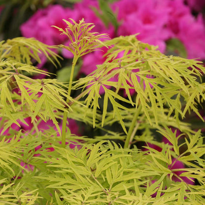 Elderberry - LEMONY LACE
