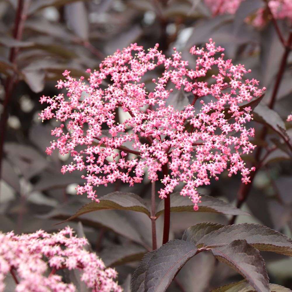 Elderberry - PINK PONY