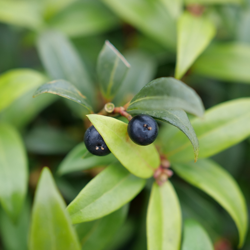 Sweet Box - SWEET & LO