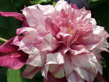 Load image into Gallery viewer, Clematis &#39;Pafar&#39; AKA Patricia Ann Fretwell - Multi-Bloom Pink

