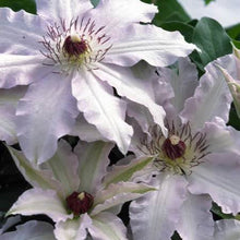 Load image into Gallery viewer, Clematis &#39;Clair de lune™ ‘Evirin’ (N) - 7 inch flowers!
