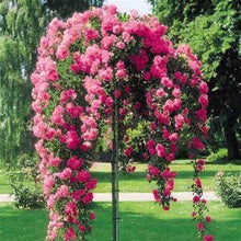 Load image into Gallery viewer, Rose - Double Knockout - Pink
