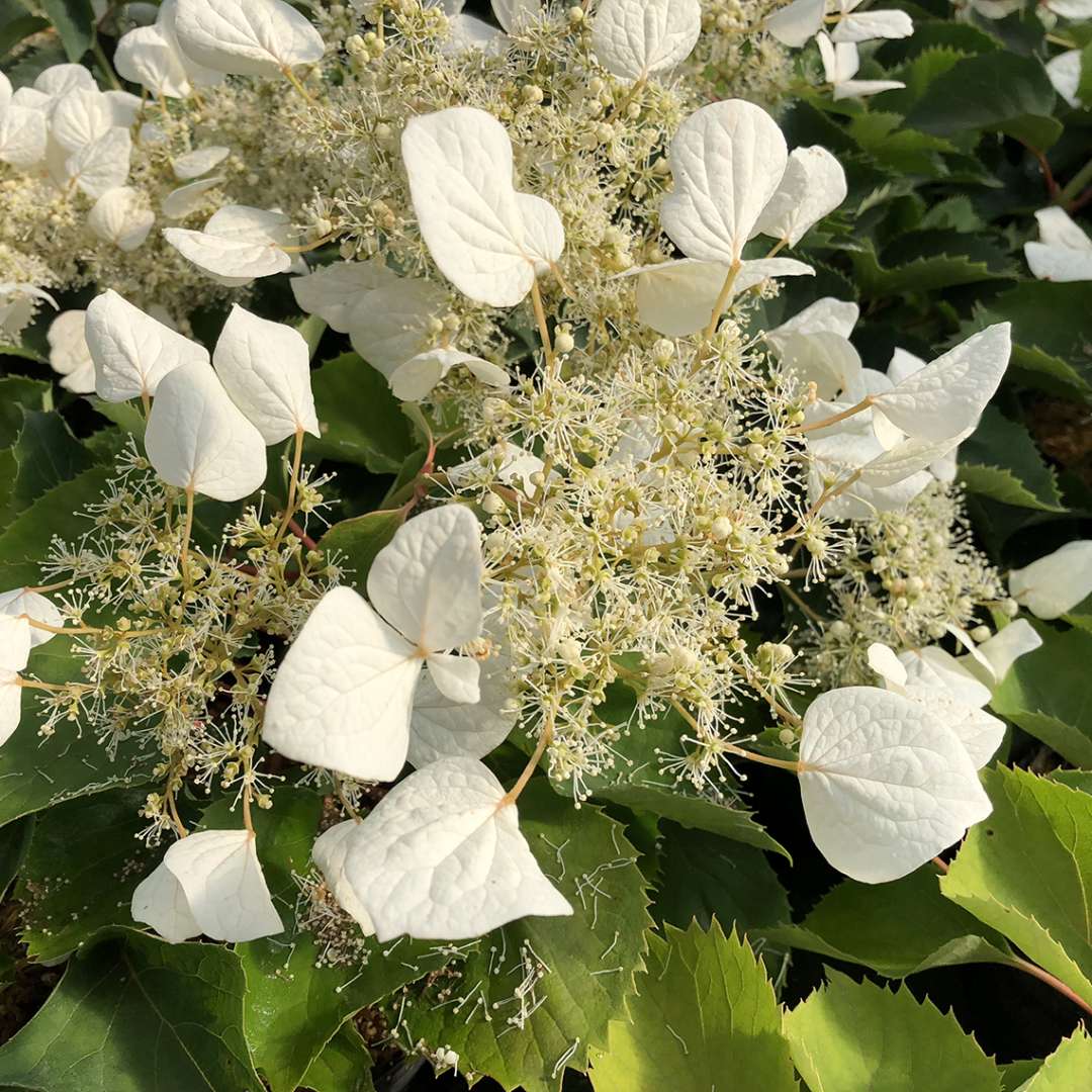 False Hydrangea-Vine - FLIRTY GIRL