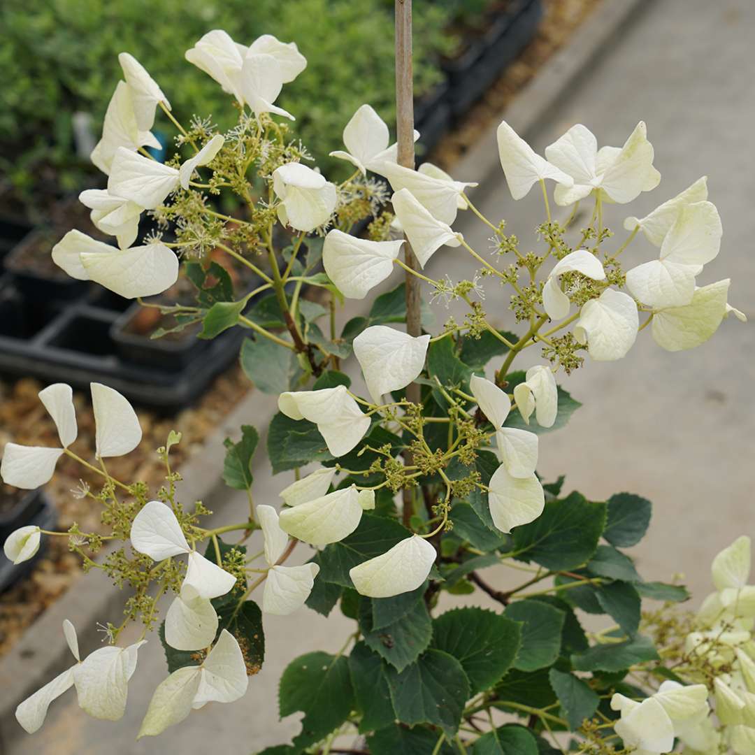 False Hydrangea-Vine - FLIRTY GIRL