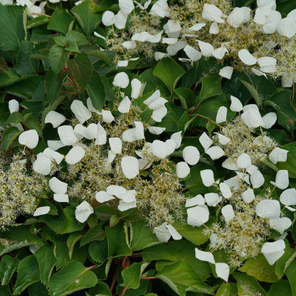 False Hydrangea-Vine - FLIRTY GIRL