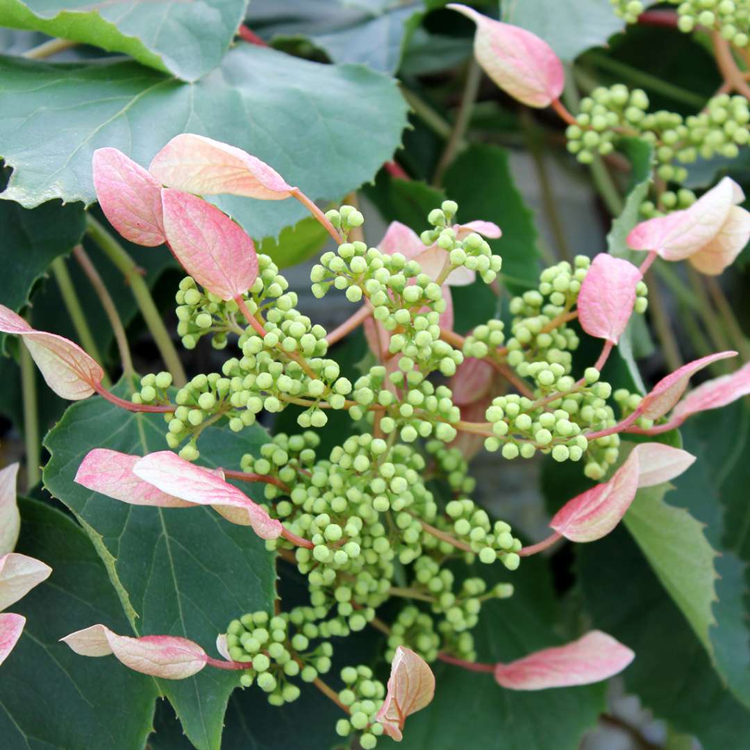 False Hydrangea Vine - ROSE SENSATION