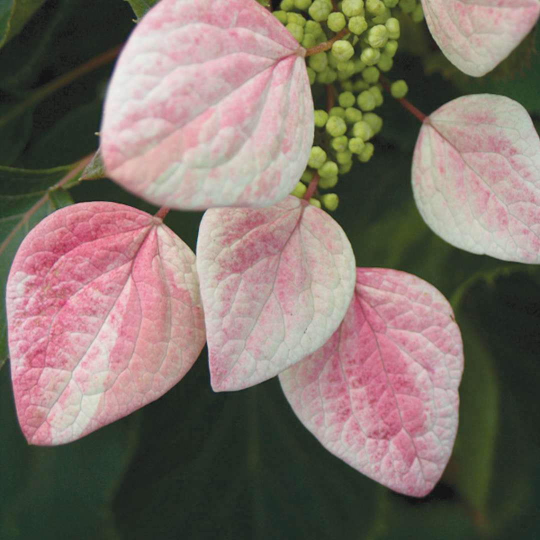 False Hydrangea Vine - ROSE SENSATION