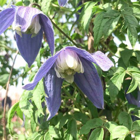 Clematis 'Alpina Blue Dancer'