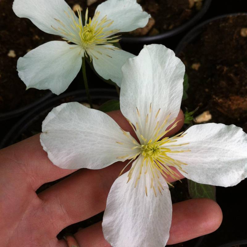 Clematis 'Montana Grandiflora' - Fragrant