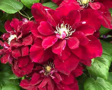 Load image into Gallery viewer, Clematis &#39;Charmaine&#39; AKA &#39;Snow White in Red Wedding Dress&#39;- Double Bloom Red
