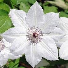 Load image into Gallery viewer, Clematis &#39;Snow White&#39; Reign - 8 inch flowers!!
