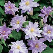 Load image into Gallery viewer, Clematis &#39;Belle of Woking&#39; - Pale Lavender Pink Double Bloom

