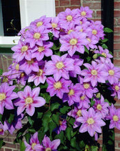 Load image into Gallery viewer, Clematis Barbara Jackman&#39;
