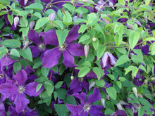 Load image into Gallery viewer, Clematis - Gus
