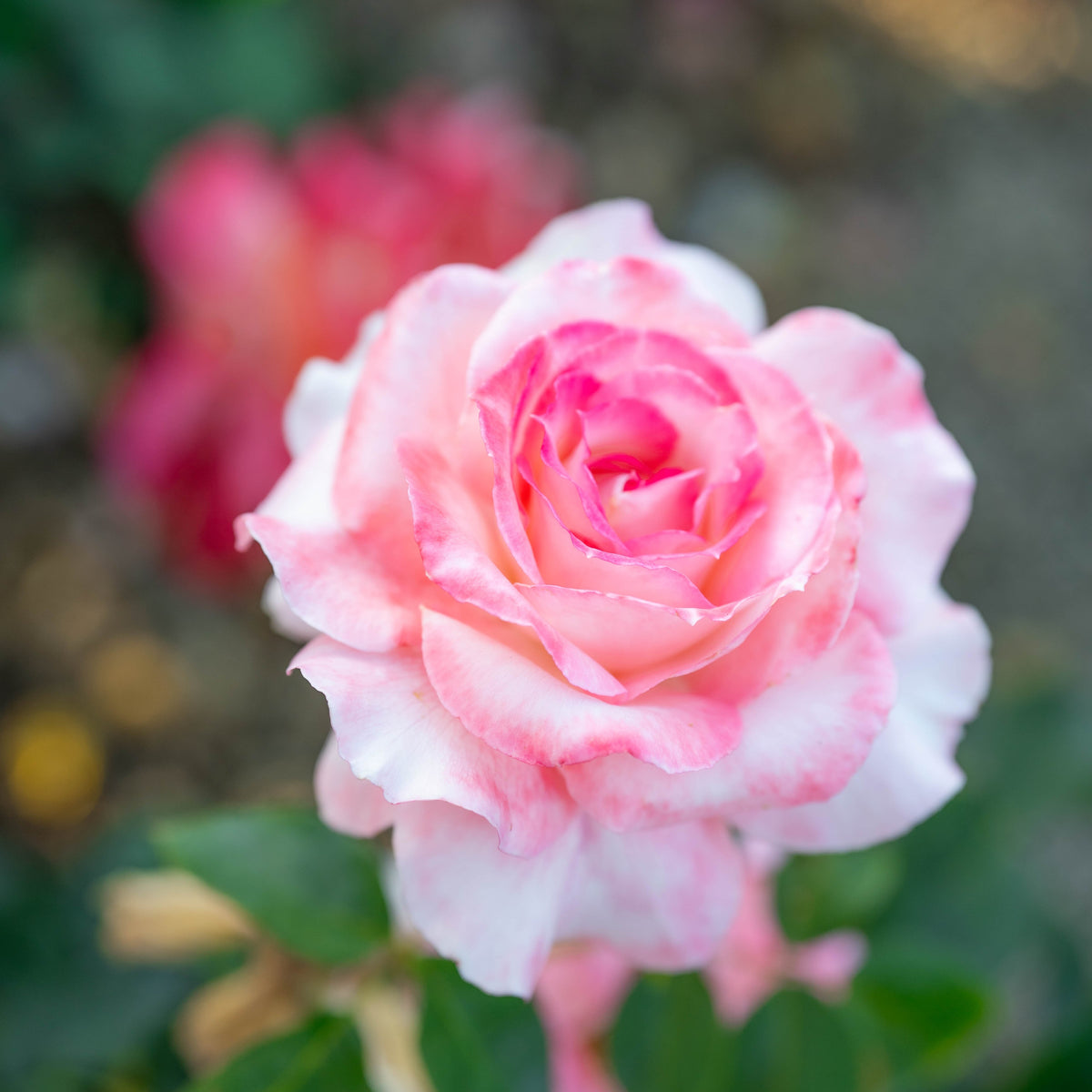 Rose - Secret