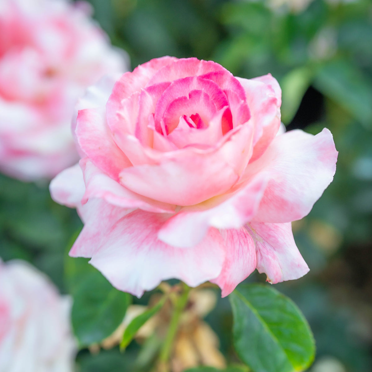 Rose - Secret