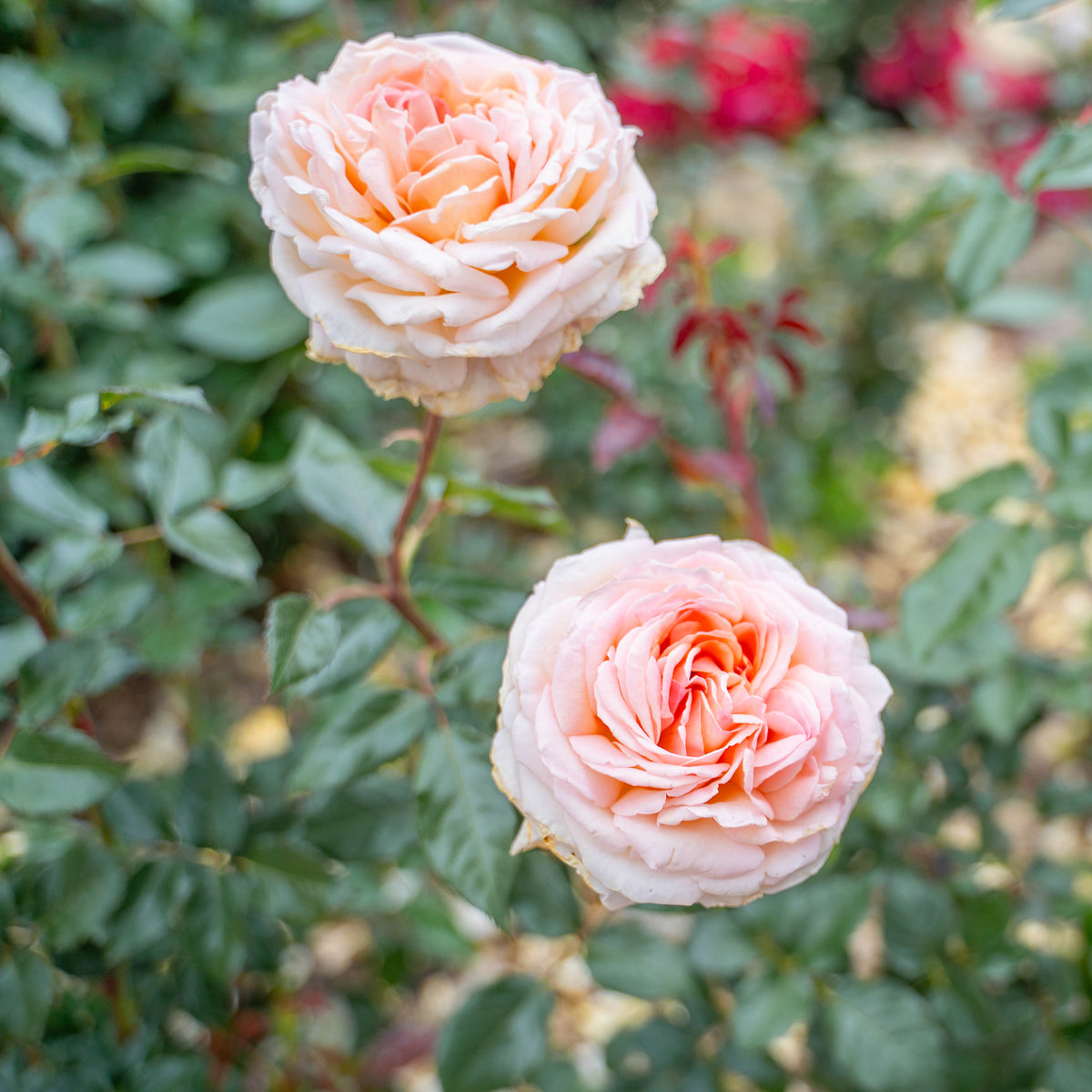 Rose - Parfuma Sunrise (a.k.a. Sespe Sunrise)