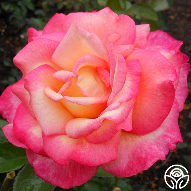 Rose - Sheila's Perfume