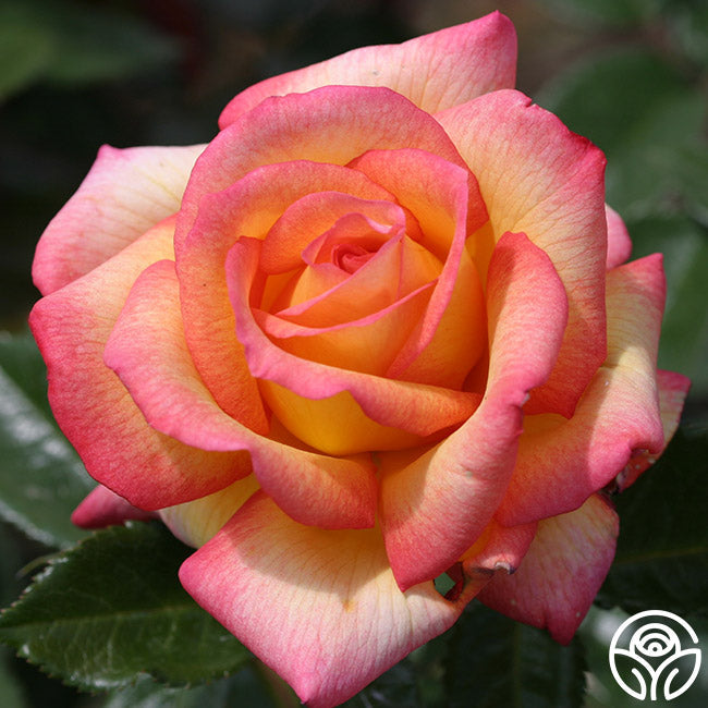 Rose - Sheila's Perfume