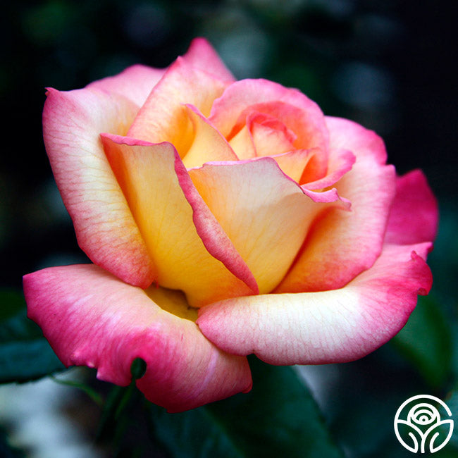 Rose - Sheila's Perfume