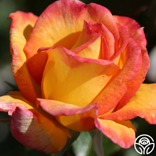 Rose - Sheila's Perfume