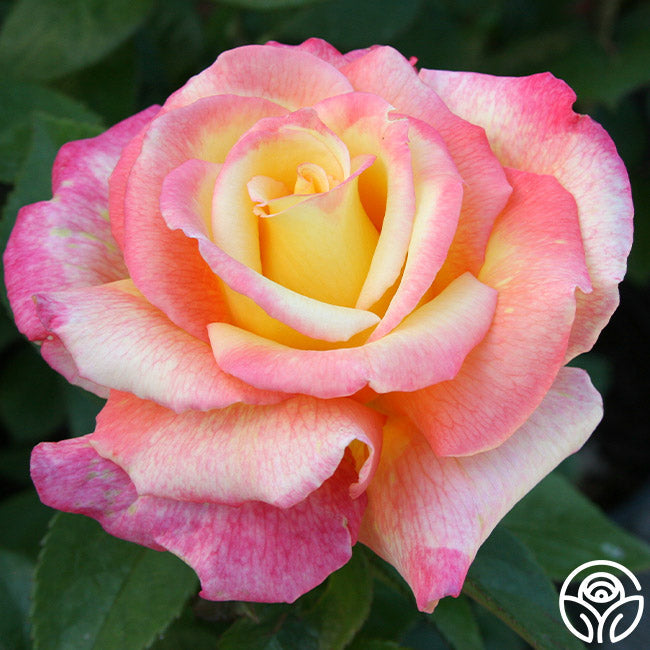 Rose - Sheila's Perfume
