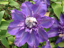 Load image into Gallery viewer, Clematis &#39;Shikou&#39; / &#39;Shikoo&#39; - Multi-Bloom Blue Violet
