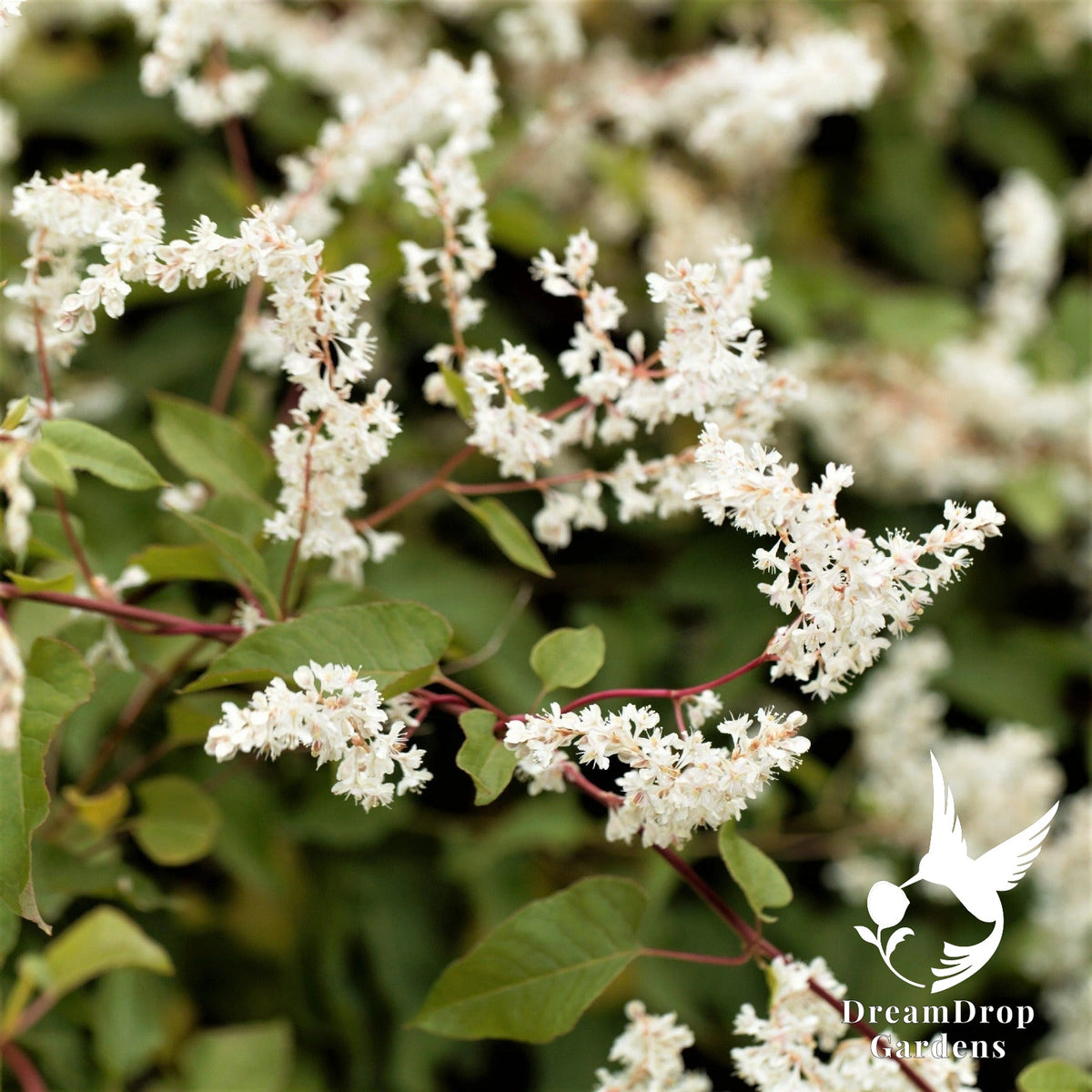 Fragrant Silver Lace Vine - Fast growing Autumn Blooming - Drought Tolerant — DreamDrop Gardens photo 1