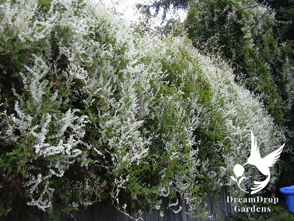 Fragrant Silver Lace Vine - Fast growing Autumn Blooming - Drought Tolerant — DreamDrop Gardens photo 2