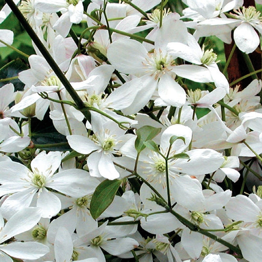 Clematis - armandii Snowdrift
