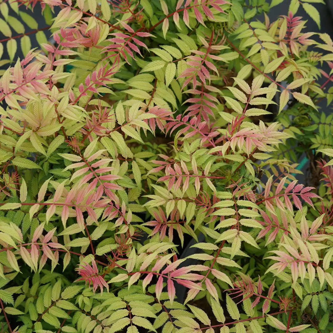 False Spirea - MR. MUSTARD