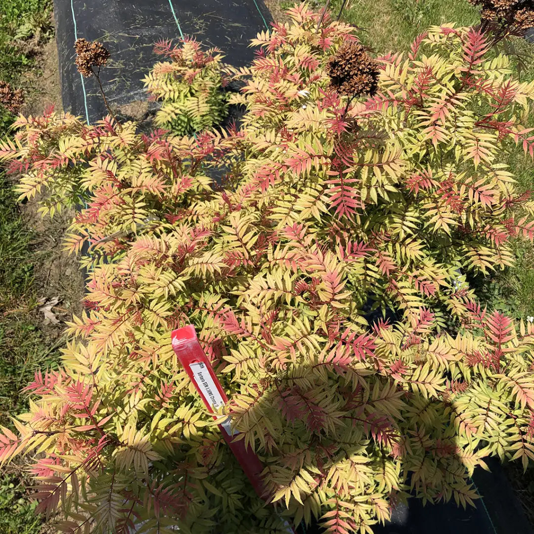 False Spirea - MR. MUSTARD