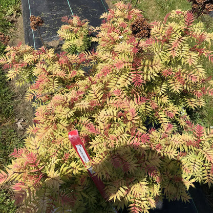 False Spirea - MR. MUSTARD