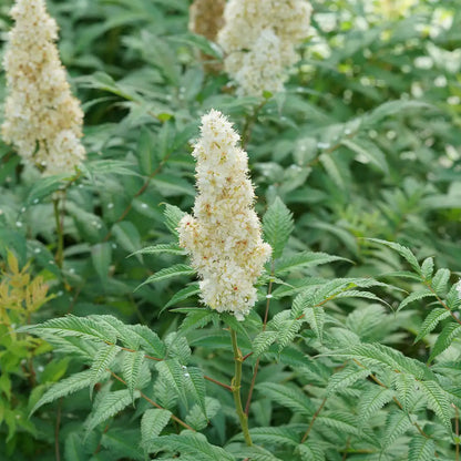 False Spirea - MR. MUSTARD