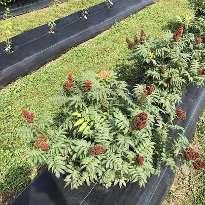 False Spirea - MR. MUSTARD