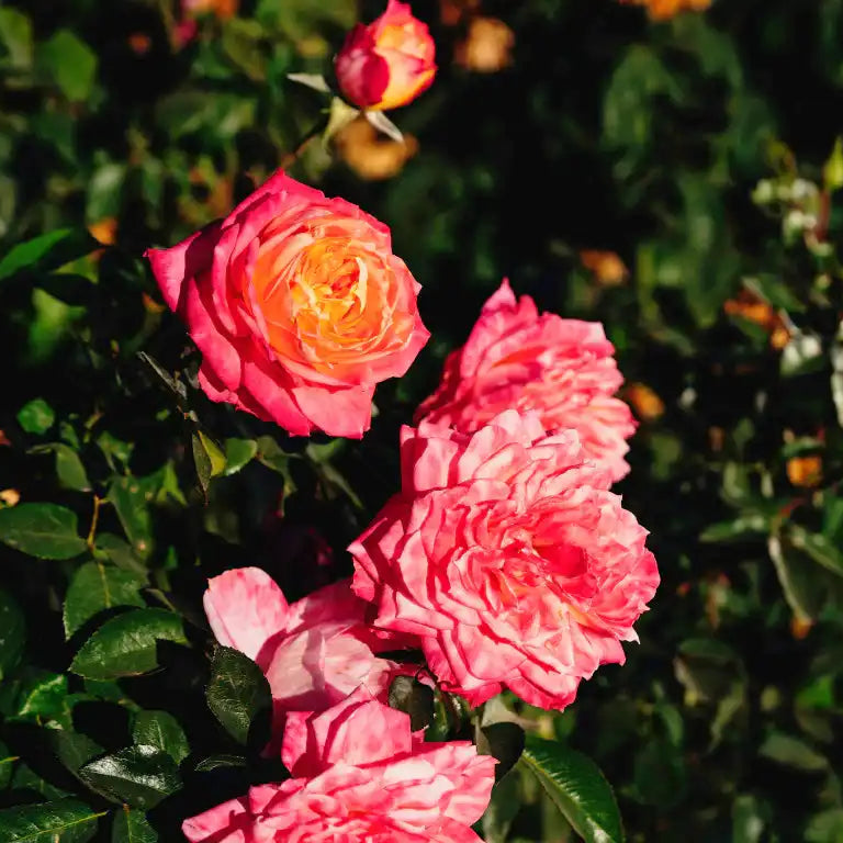 Rose - My Sweet Love