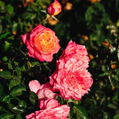 Rose - My Sweet Love